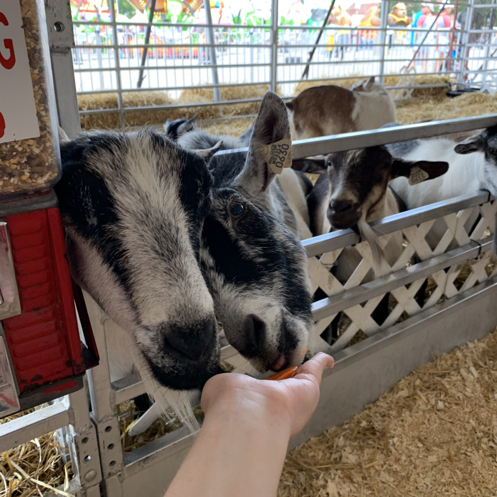 This is a picture of someone feeding goats at the Ohio State Fair.