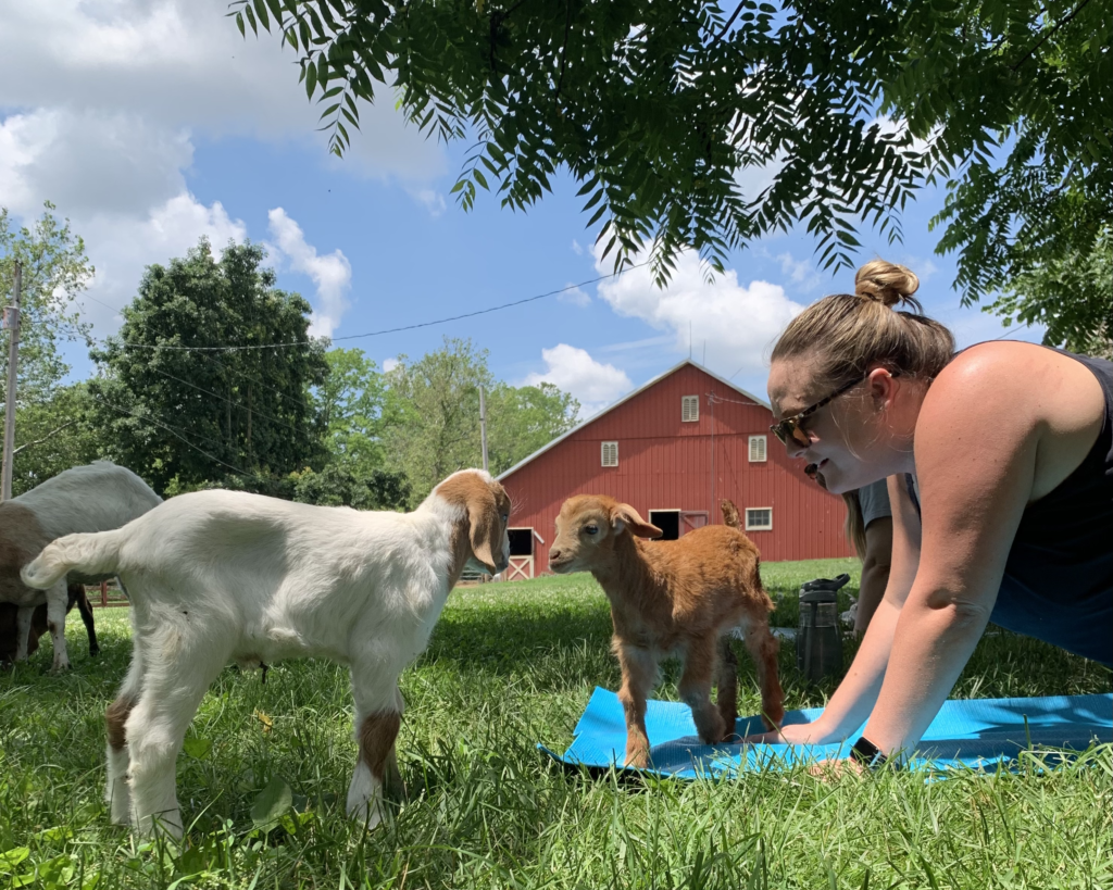 This is a picture of a woman doing goat yoga at Harrison Farm in the summer with two baby goats standing next to her.